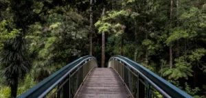 Wooden boardwalk winding through dense green forest
