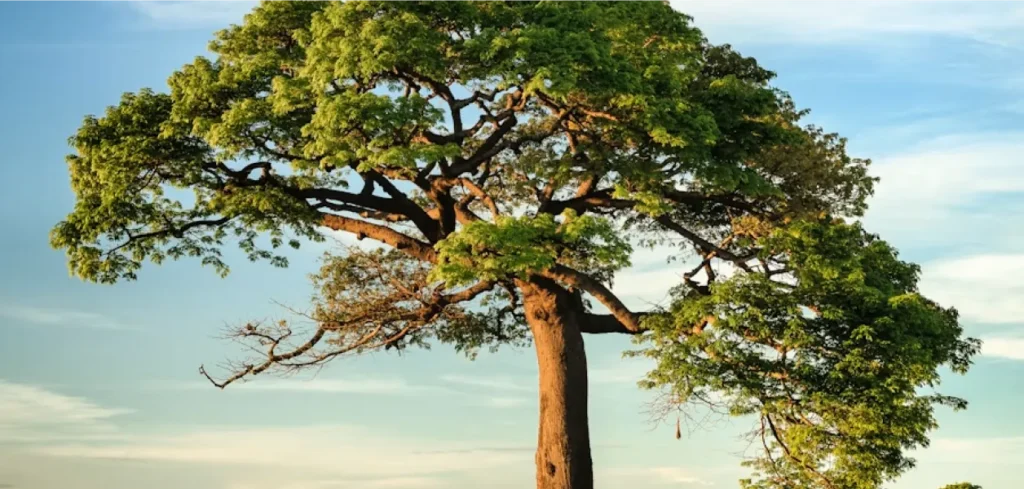 A broad solitary tree standing against a warm evening sky